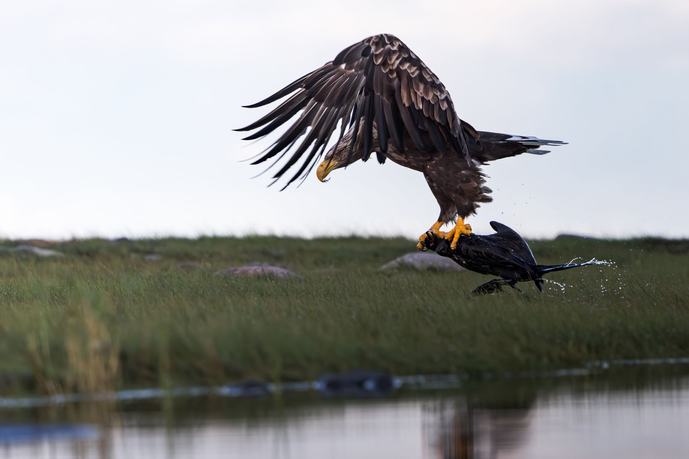 kormoran - aasta linnu võidupilt